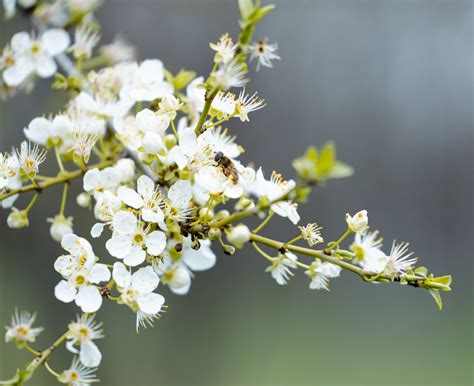 五顏六色的花|6月賞什麼花？台灣花季攻略：鳳凰花、阿勃勒、繡球。